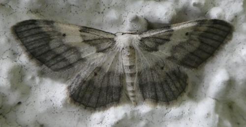 Réf. 261 460 : Idaea sp.